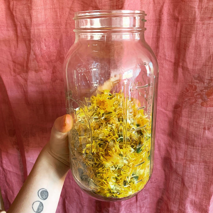 Dandelion: the beauty of weeds, respectful harvesting & a recipe for mead